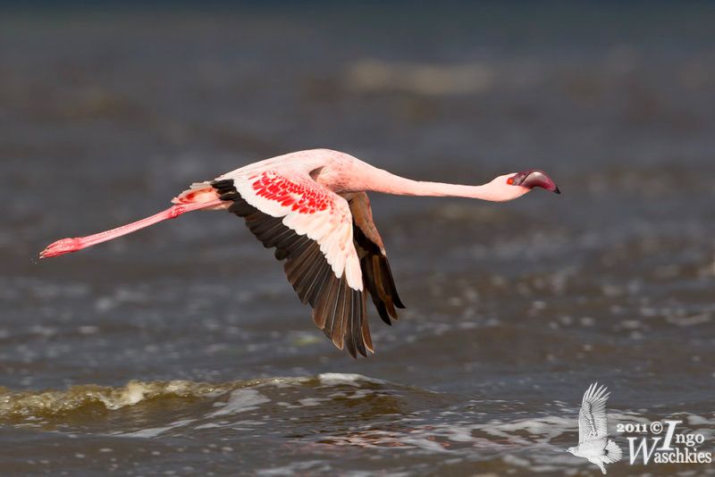 Lesser Flamingo