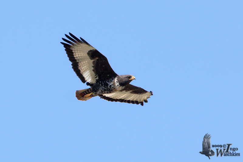 Jackal Buzzard