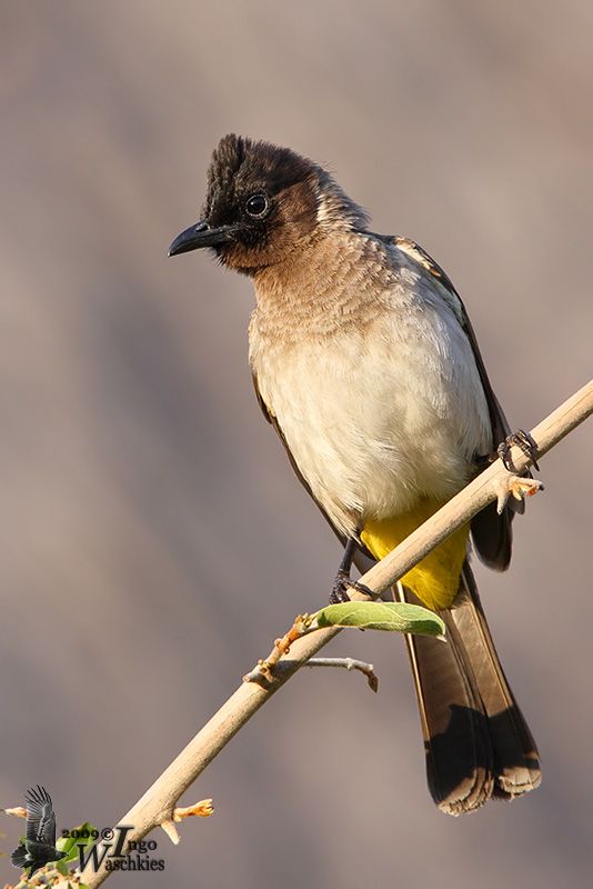 Dark-capped Bulbul
