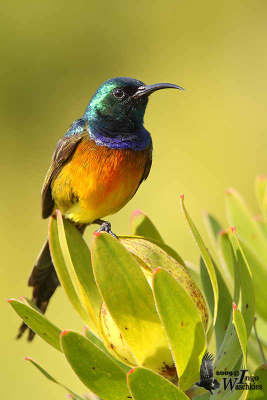 Orange-breasted Sunbird