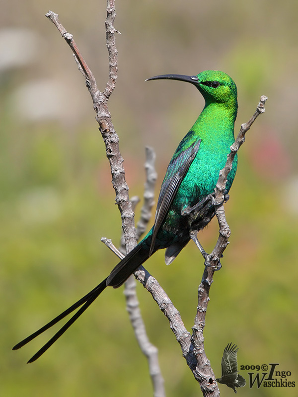 Malachite Sunbird