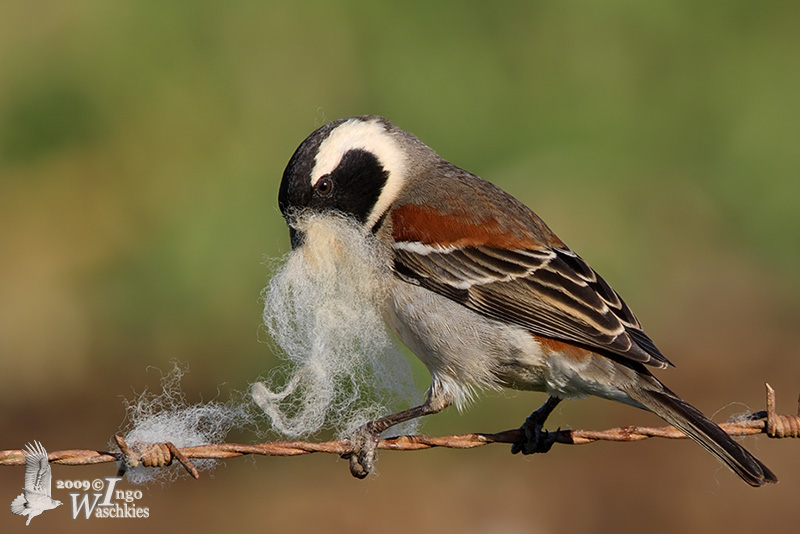 Cape Sparrow