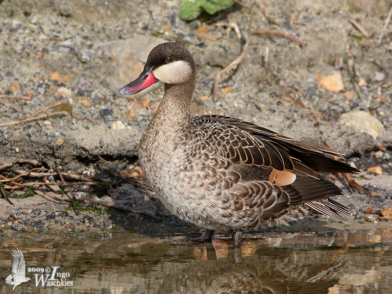 Red-billed Teal