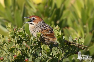 Cape Grassbird