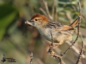 Levaillant's Cisticola