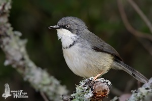 Bar-throated Apalis