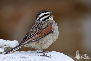 Cape Bunting