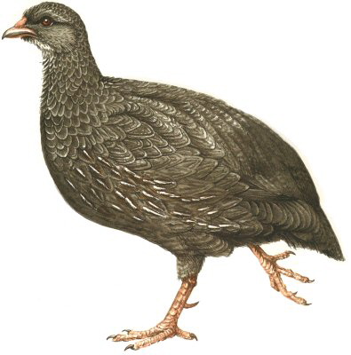 Cape Spurfowl