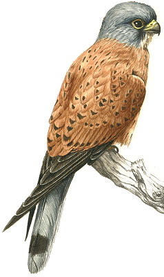 Lesser Kestrel 