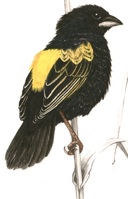 Yellow Bishop