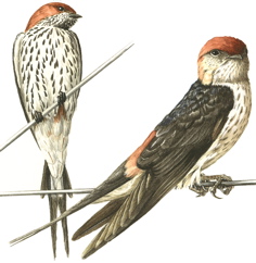 Greater Striped Swallow andLesser Striped Swallow