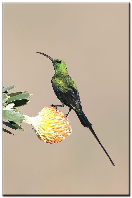 Malachite Sunbird Male