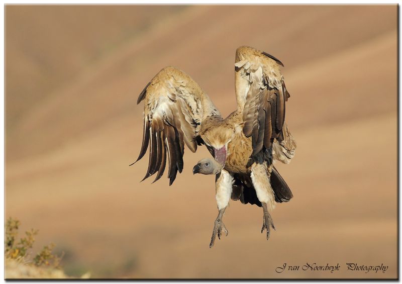 Cape Vulture