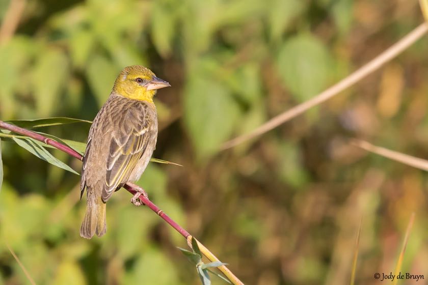 Village Weaver female