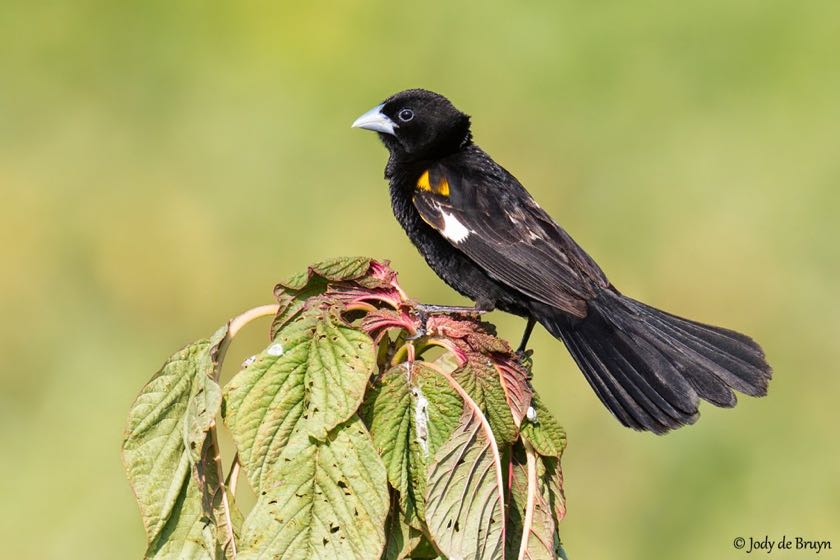 White-winged Widowbird