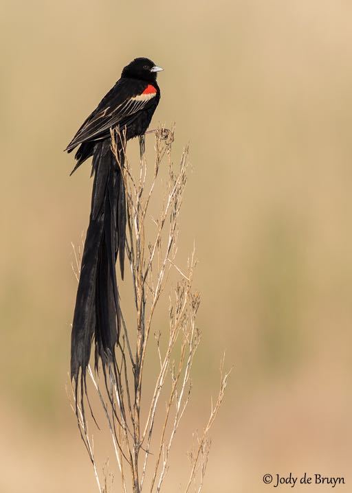 Long-tailed Widowbird