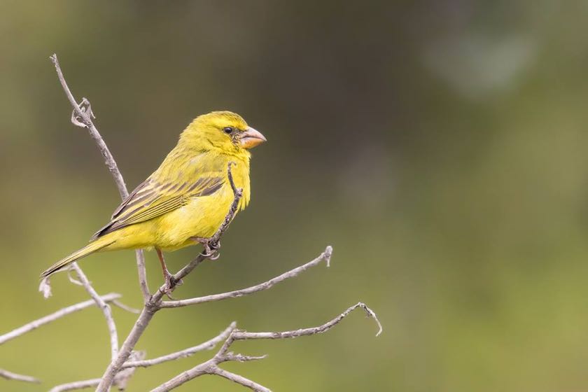 Brimstone Canary