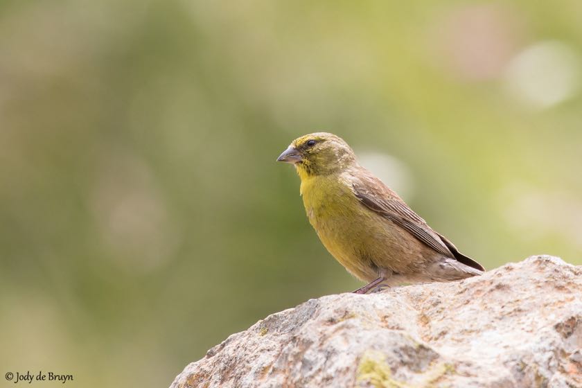 Drakensberg Siskin