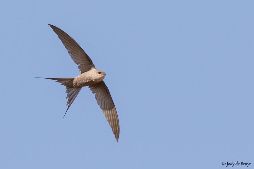 African Palm-Swift