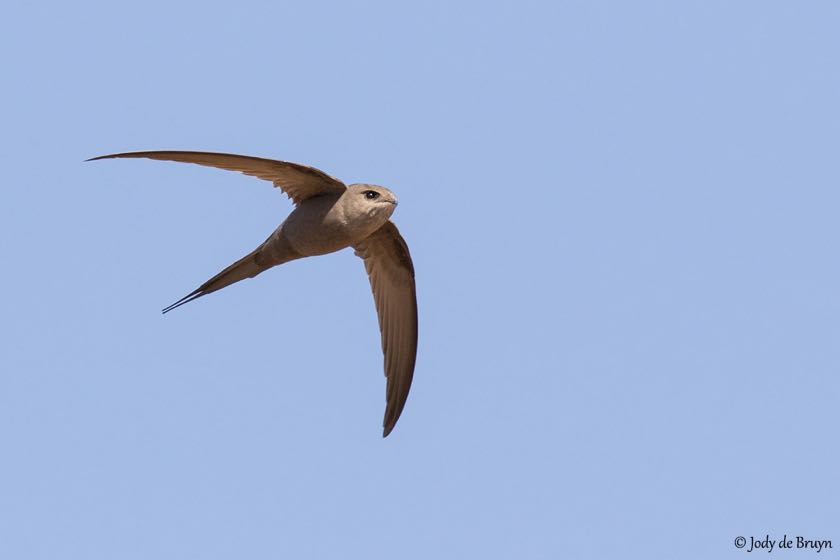 African Palm-Swift