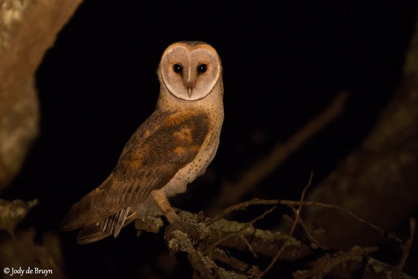 Barn Owl