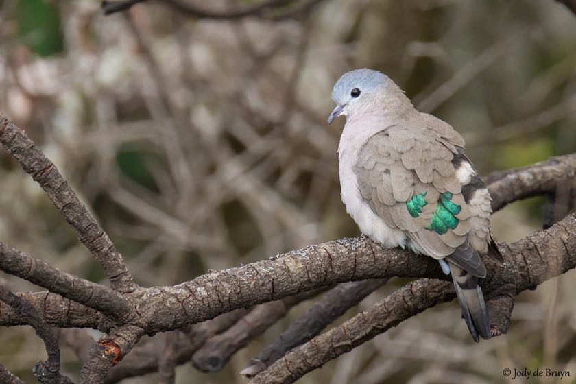 Emerald-spotted Wood-Dove