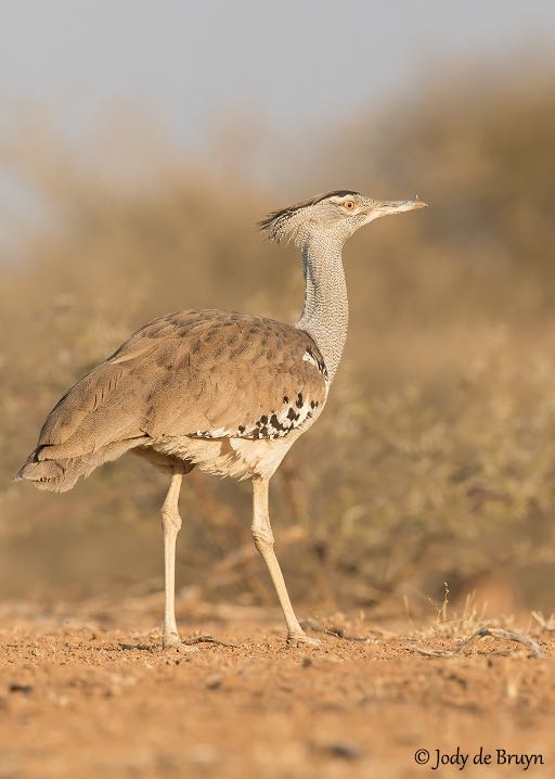 Kori Bustard