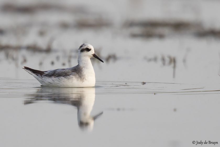 Red Phalarope