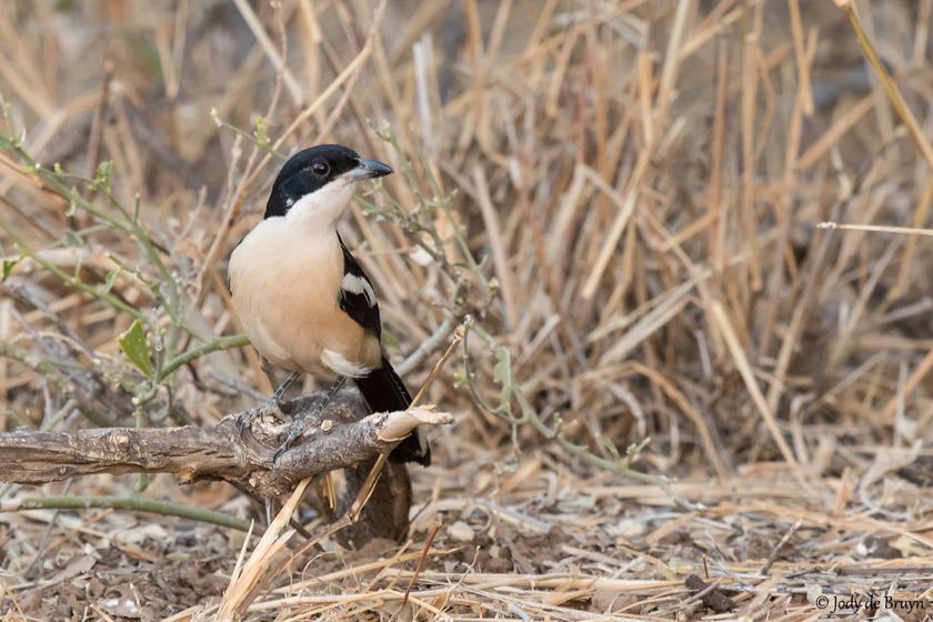 Tropical Boubou
