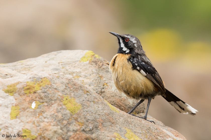 Drakensberg Rock-jumper