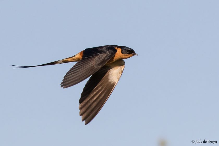 Red-breasted Swallow