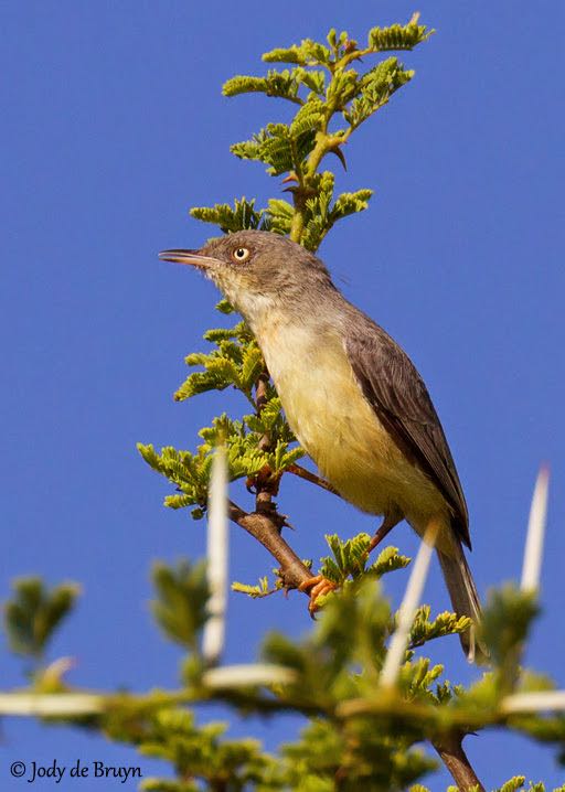 Burnt-necked Eremomela