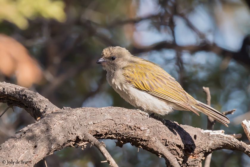 Lesser Honeyguide