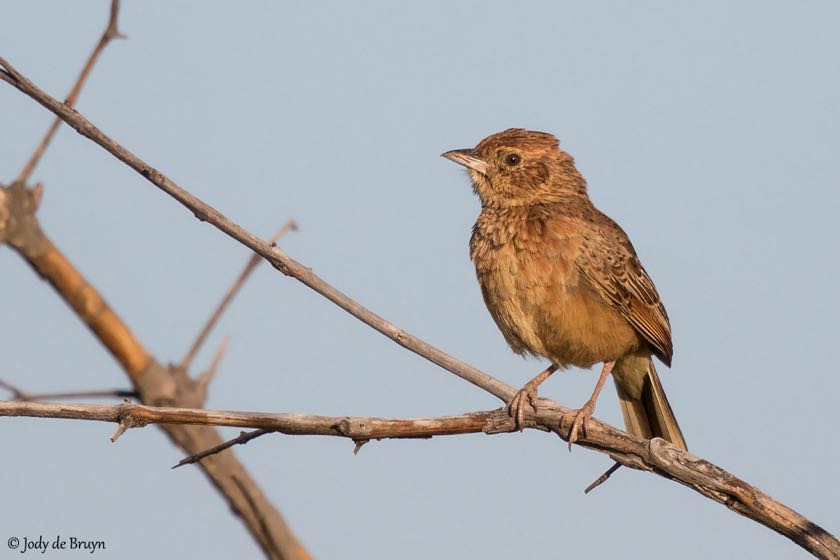 Flappet Lark