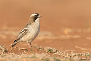 White-browed Sparrow-Weaver