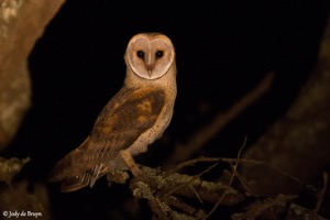 Barn Owl