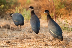 Crested Guineafowl