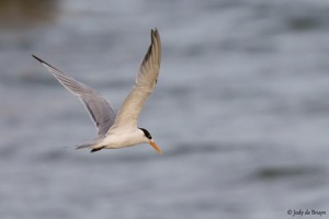 Lesser Crested Tern 