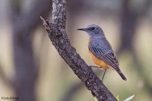 Short-toed Rock-Thrush