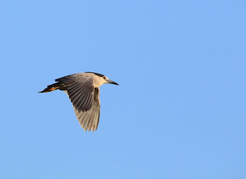 Black-crowned Night-Heron