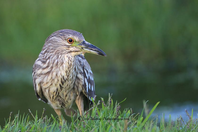 Black-crowned Night-Heron