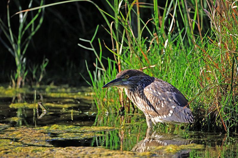 Black-crowned Night-Heron