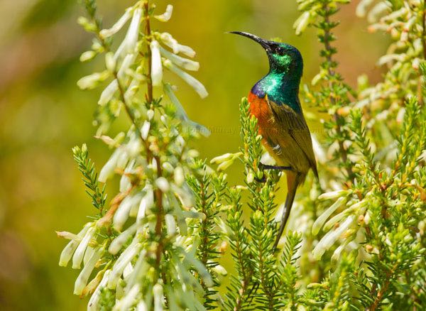 Orange-breasted Sunbird