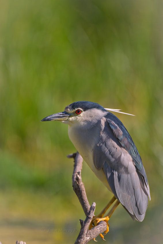 Black-crowned Night-Heron
