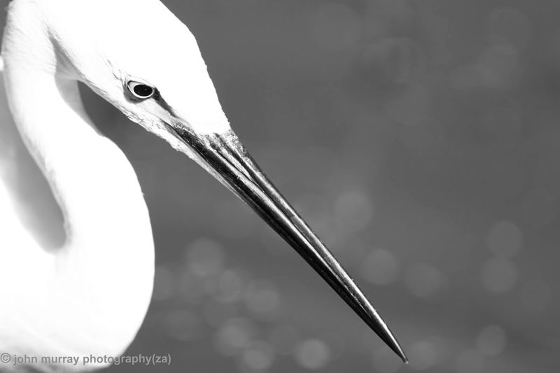 IMG_4321w