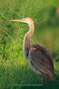 Purple Heron juv