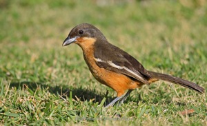 Southern Boubou?