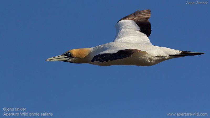 Cape Gannet