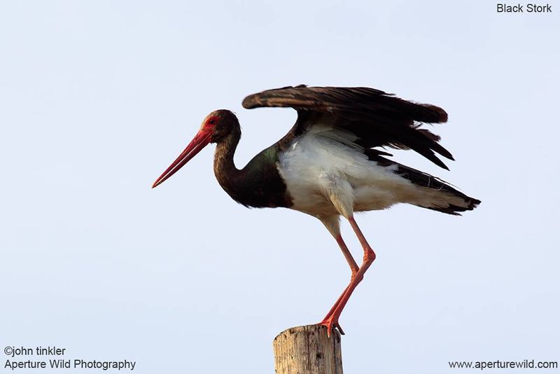 Black Stork