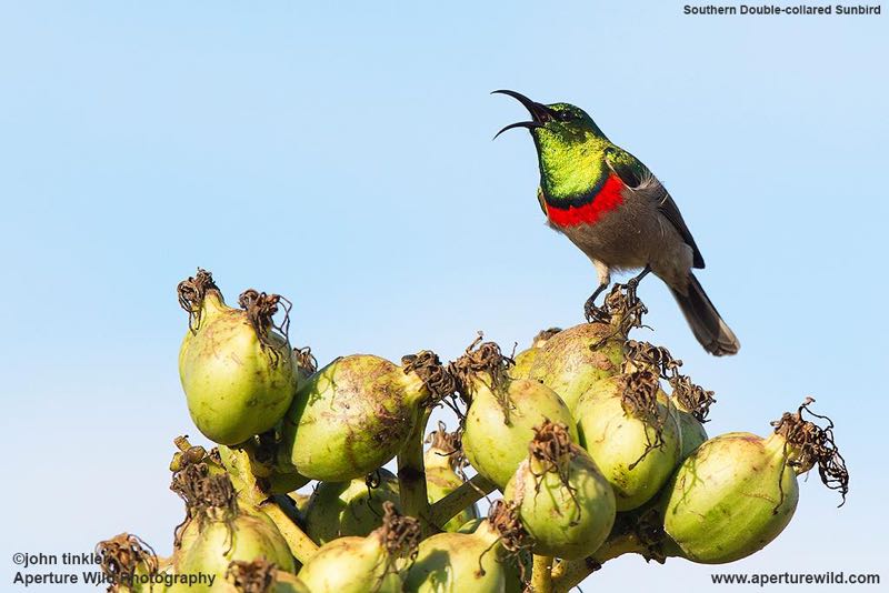 Southern Double-collared Sunbird